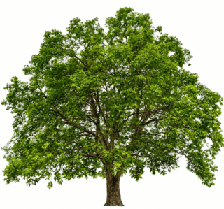 Broadleaf Tree